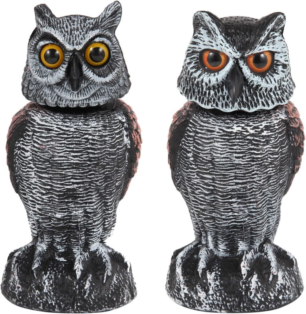 2 owl